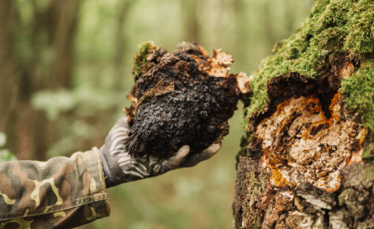 Chaga mushroom for skin benefits