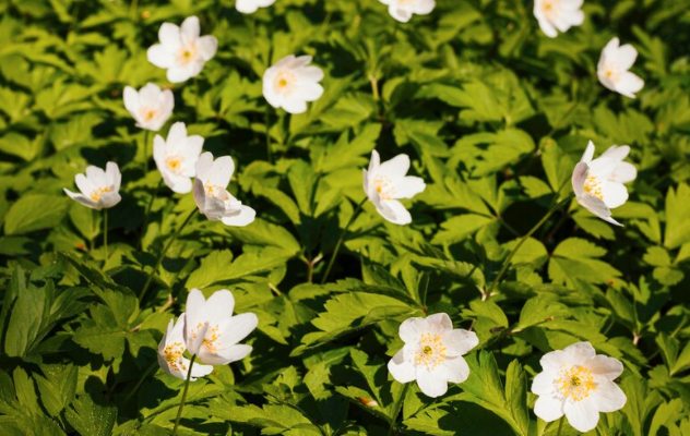 how to eat bacopa monnieri