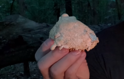 lion's mane with or without food