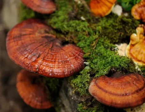 reishi mushroom