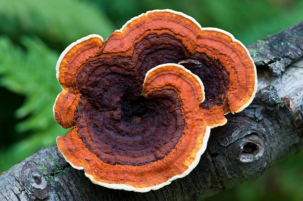 Turkey tail mushroom